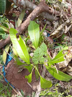 Hybrid Mango