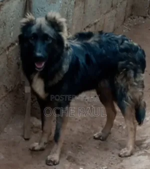 1+ year Male Purebred Caucasian Shepherd