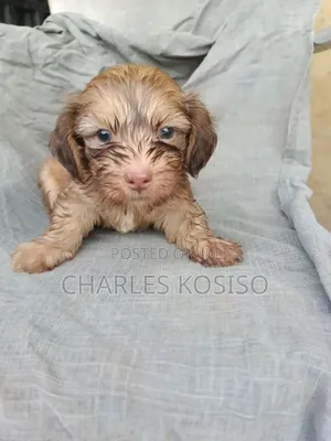 1-3 months Male Purebred Lhasa Apso
