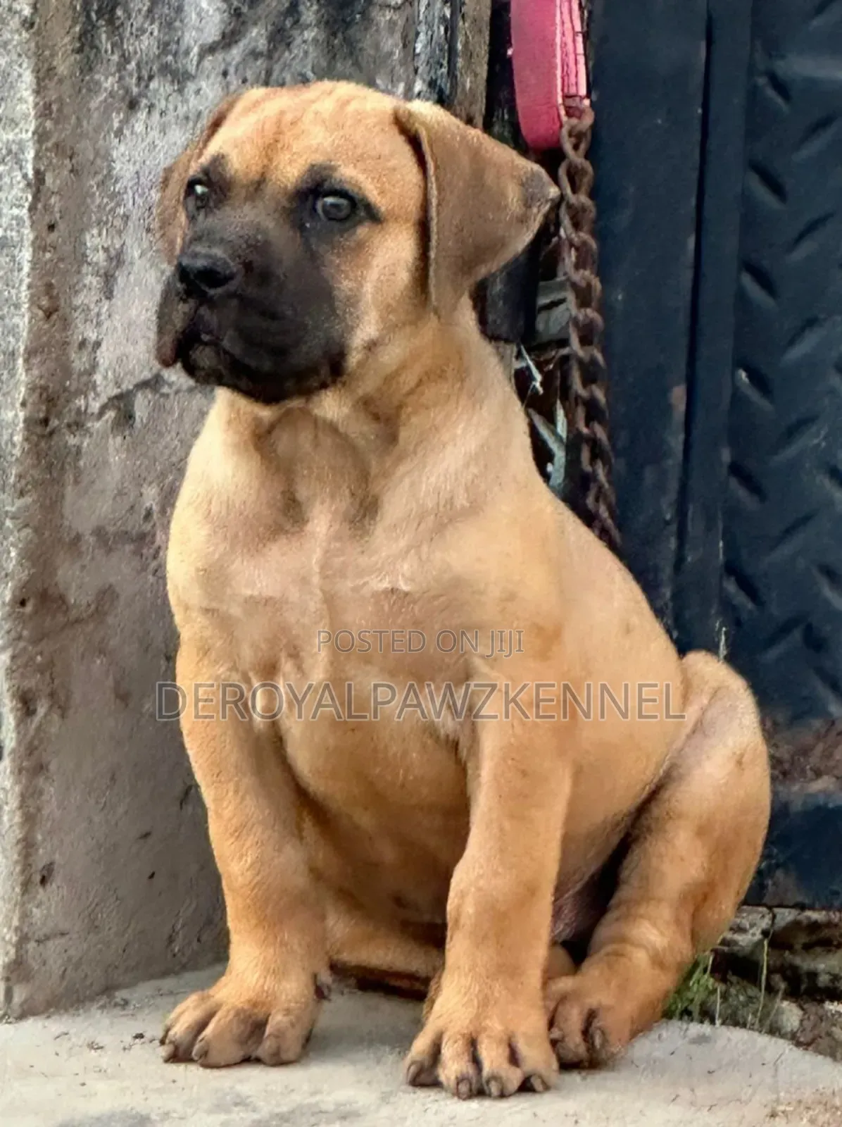1-3 months Male Purebred Boerboel
