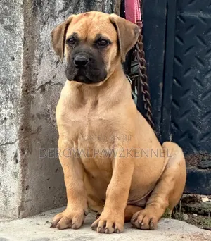 1-3 months Male Purebred Boerboel