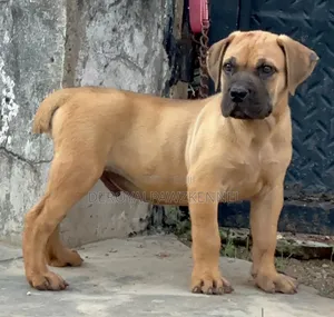1-3 months Male Purebred Boerboel