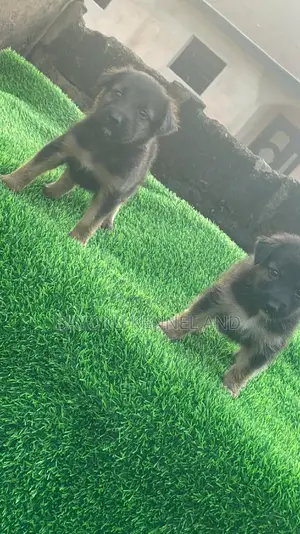 1-3 months Female Purebred German Shepherd