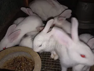 Toheeb Rabbitry