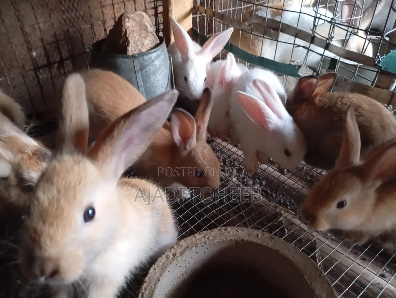 Toheeb Rabbitry