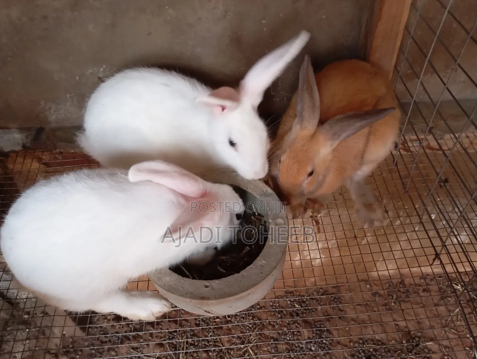 Toheeb Rabbitry