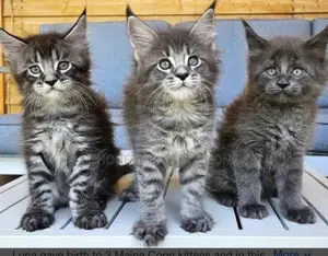1-3 months Female Purebred Maine Coon