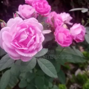 Matured Rose Plant For Green Landscape