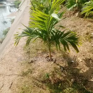 Ready to Pick Up Queens Palm for Home, Hotel, School Landscape Gu