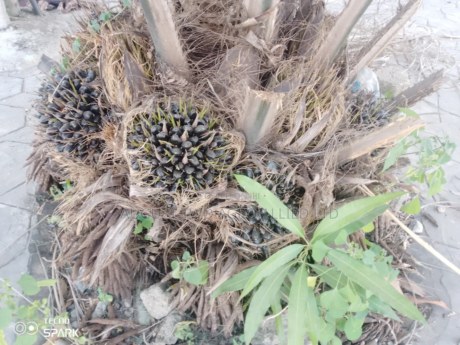 Hybrid Dwarf Tenera Oil Palm