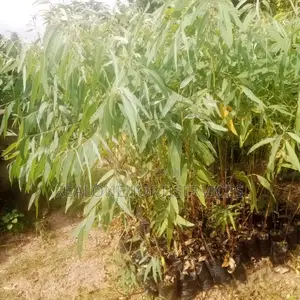 Eco-Friendly Farm Fencing: Eucalyptus Plants!