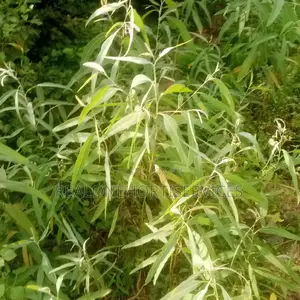 Eco-Friendly Farm Fencing: Eucalyptus Plants!