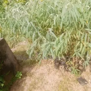 Eco-Friendly Farm Fencing: Eucalyptus Plants!