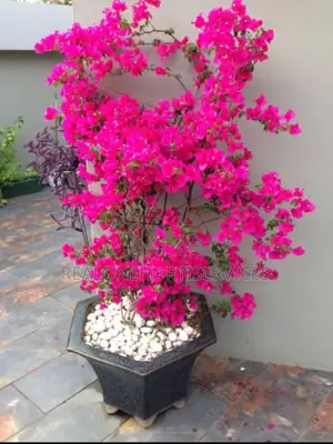 Flowering Potted Plant to Boost Home Appeal for Homes, Hotel