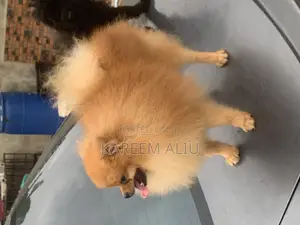 Photo - 1+ year Male Purebred Pomeranian