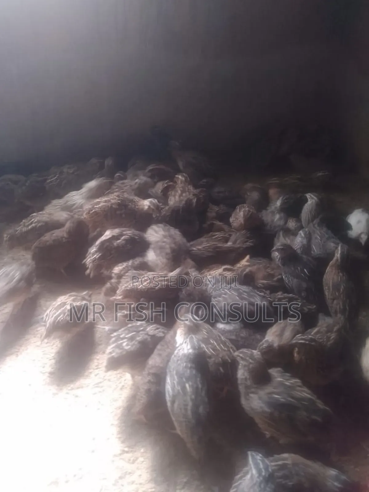 Quail Birds