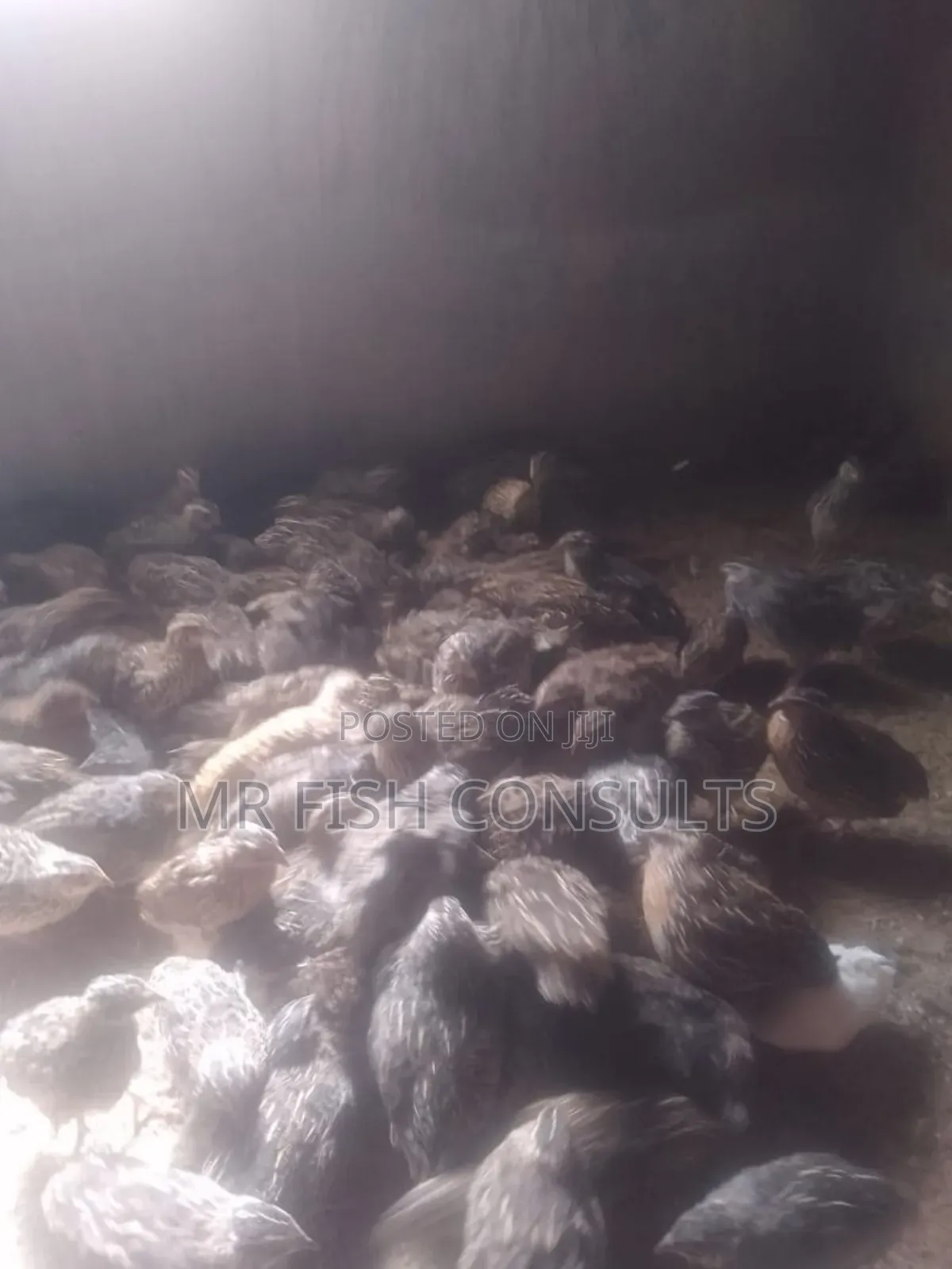 Quail Birds