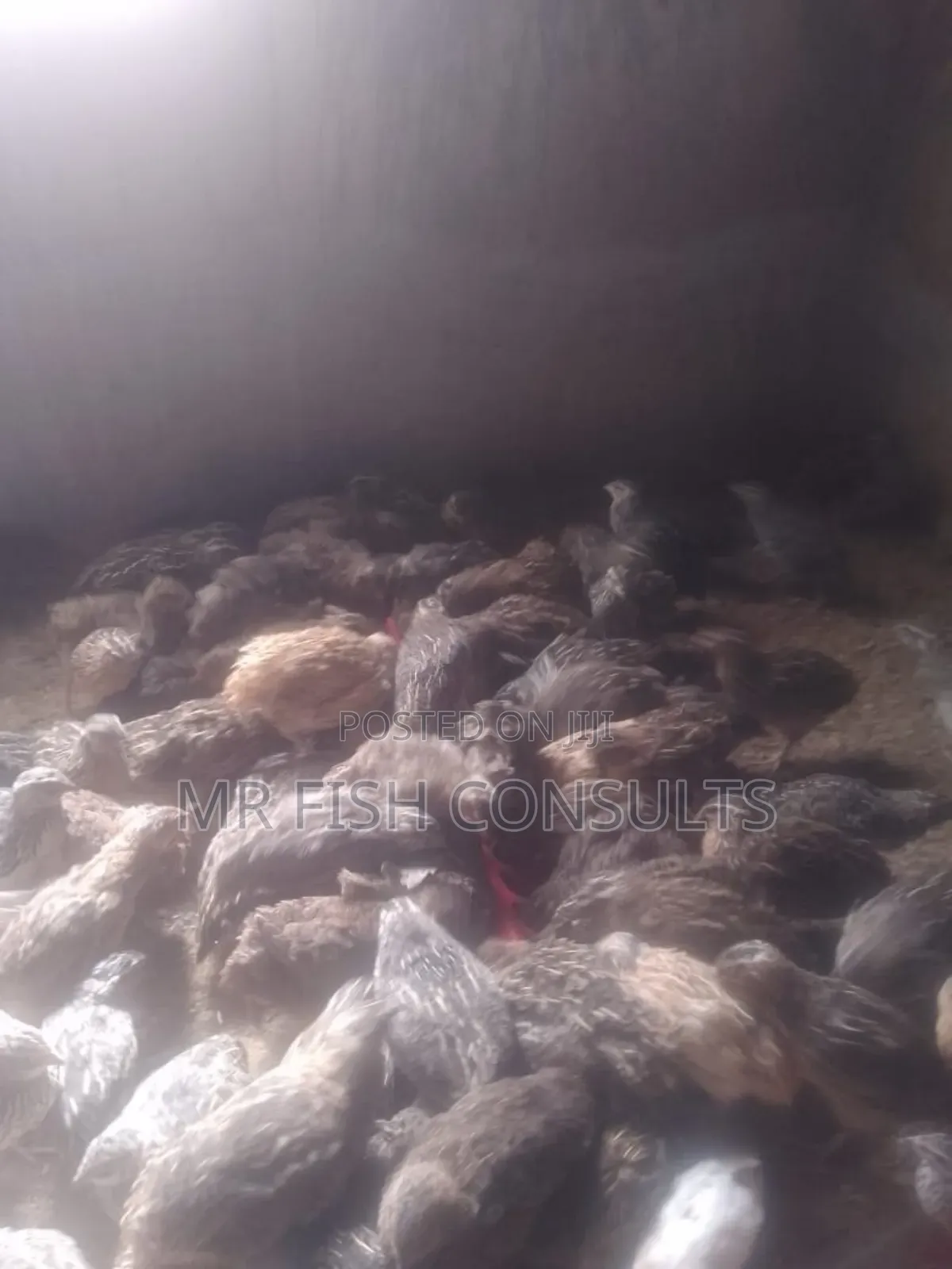 Quail Birds