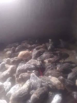 Quail Birds