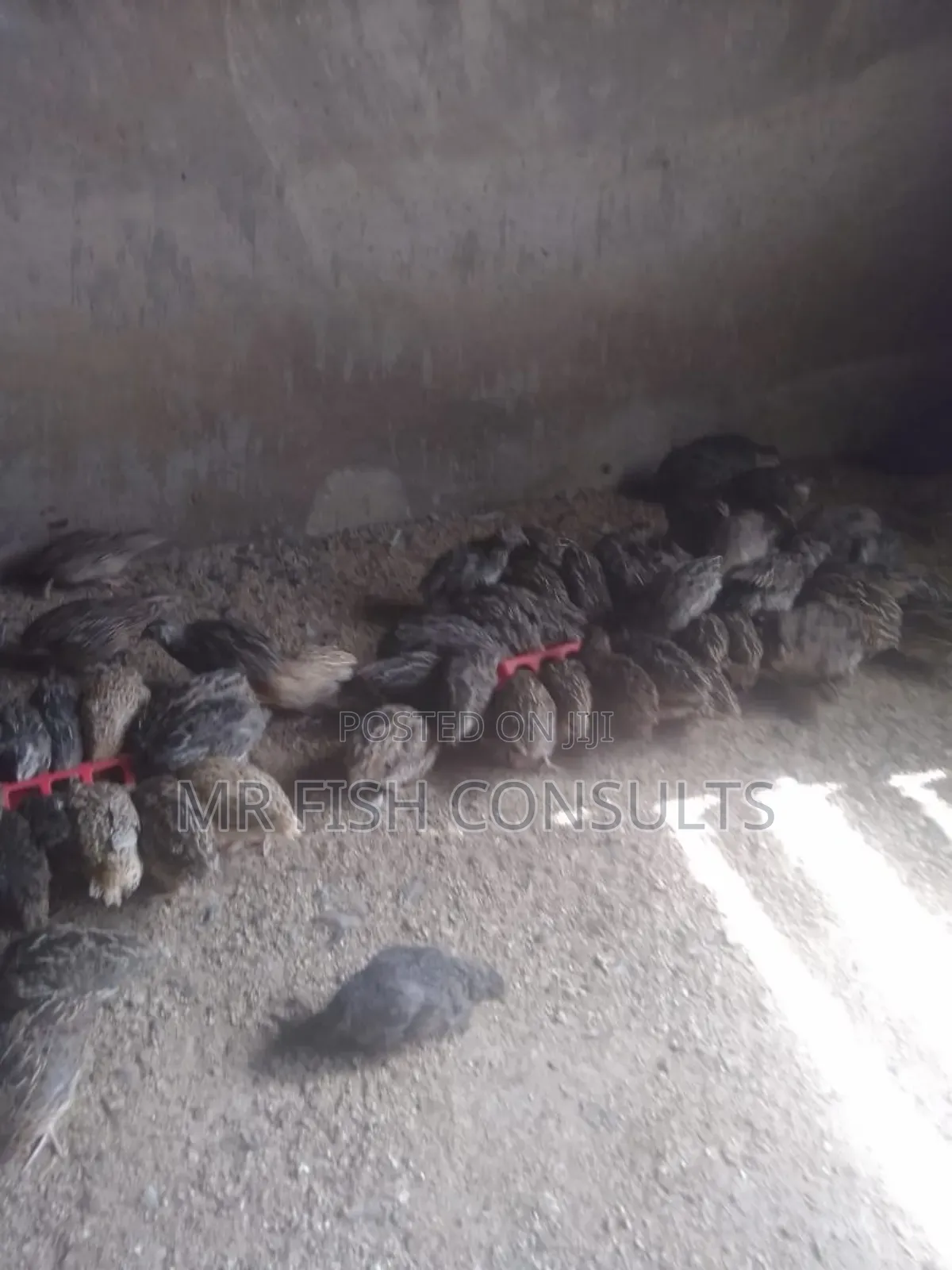 Quail Birds