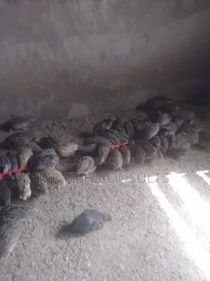 Quail Birds