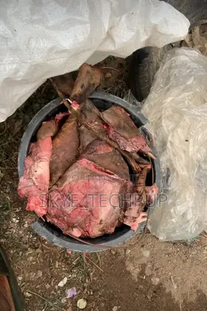 Premium Goat Meat: The Best Choice for Healthy Dog Breeders!