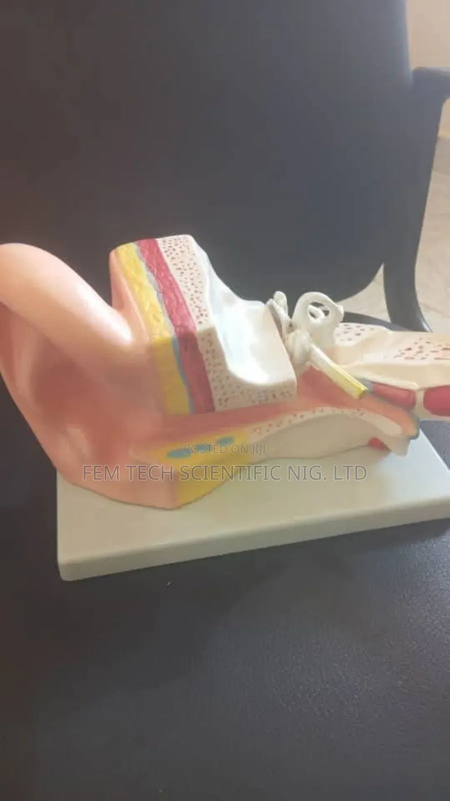 Ear Model Laboratory
