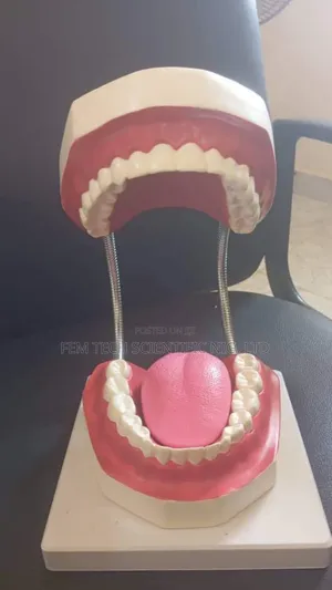 Teeth Model Laboratory