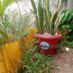 Best Indoor/Outdoor Plant for Hotels, Malls , Homes, Schools