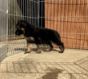 1-3 months Female Purebred German Shepherd