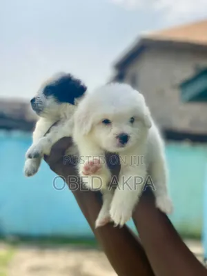 1-3 months Male Purebred Lhasa Apso