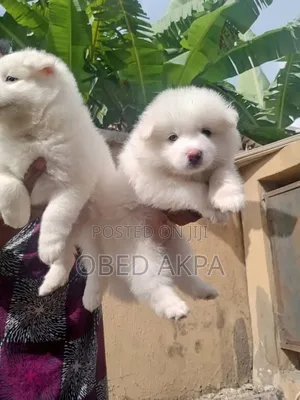 1-3 months Male Purebred American Eskimo