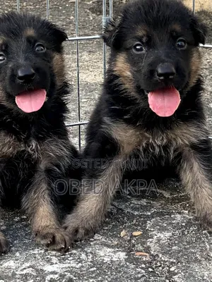 1-3 months Male Purebred German Shepherd