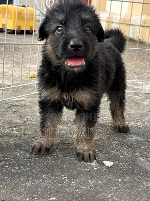 1-3 months Female Purebred German Shepherd