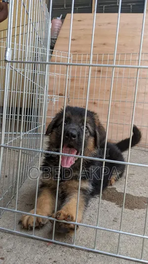 1-3 months Male Purebred German Shepherd