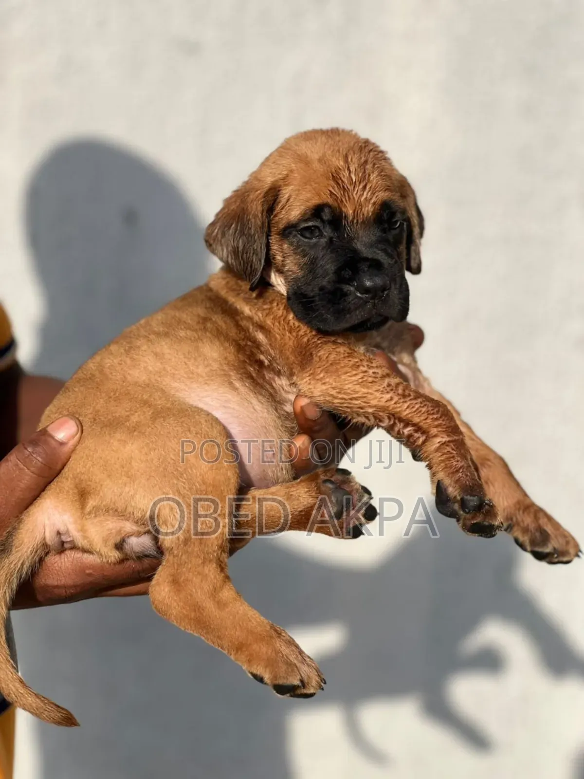 1-3 months Female Purebred Boerboel