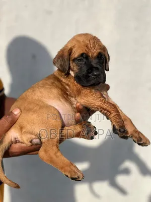 1-3 months Female Purebred Boerboel