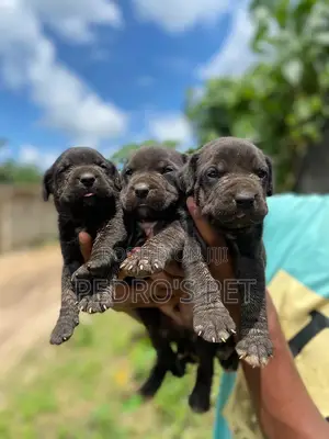 1-3 months Female Purebred Cane Corso