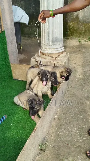 1-3 months Female Purebred Caucasian Shepherd