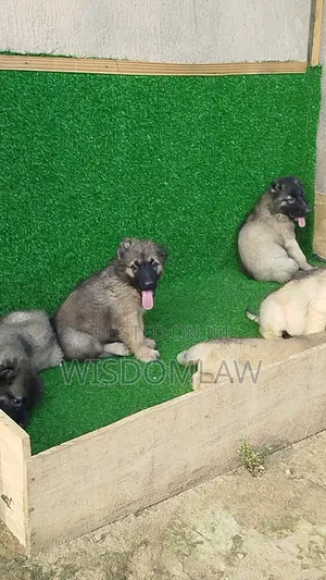 1-3 months Male Purebred Caucasian Shepherd
