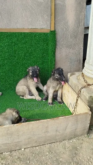 1-3 months Male Purebred Caucasian Shepherd