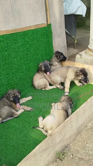 3-6 months Male Purebred Caucasian Shepherd