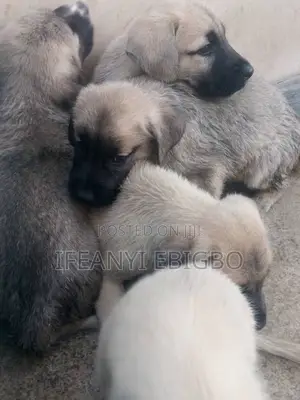 Photo - 0-1 month Female Purebred Kangal