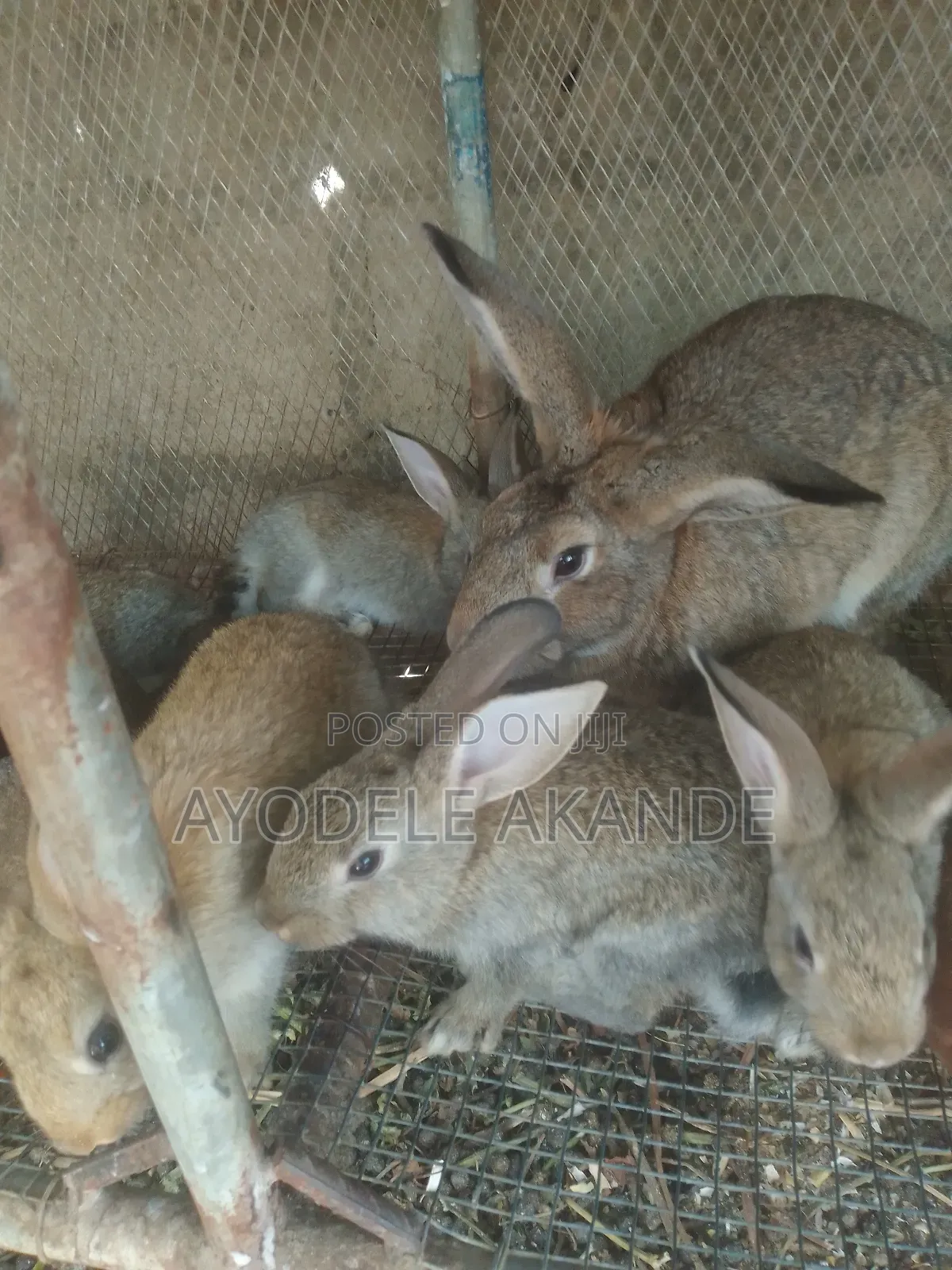 Rabbit Farming