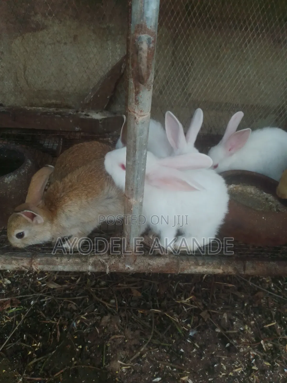 Rabbit Farming
