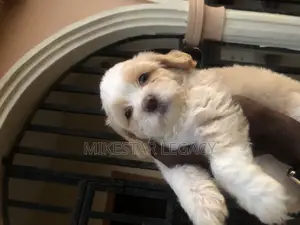1-3 months Male Purebred Lhasa Apso
