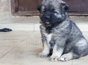1-3 months Female Purebred Caucasian Shepherd