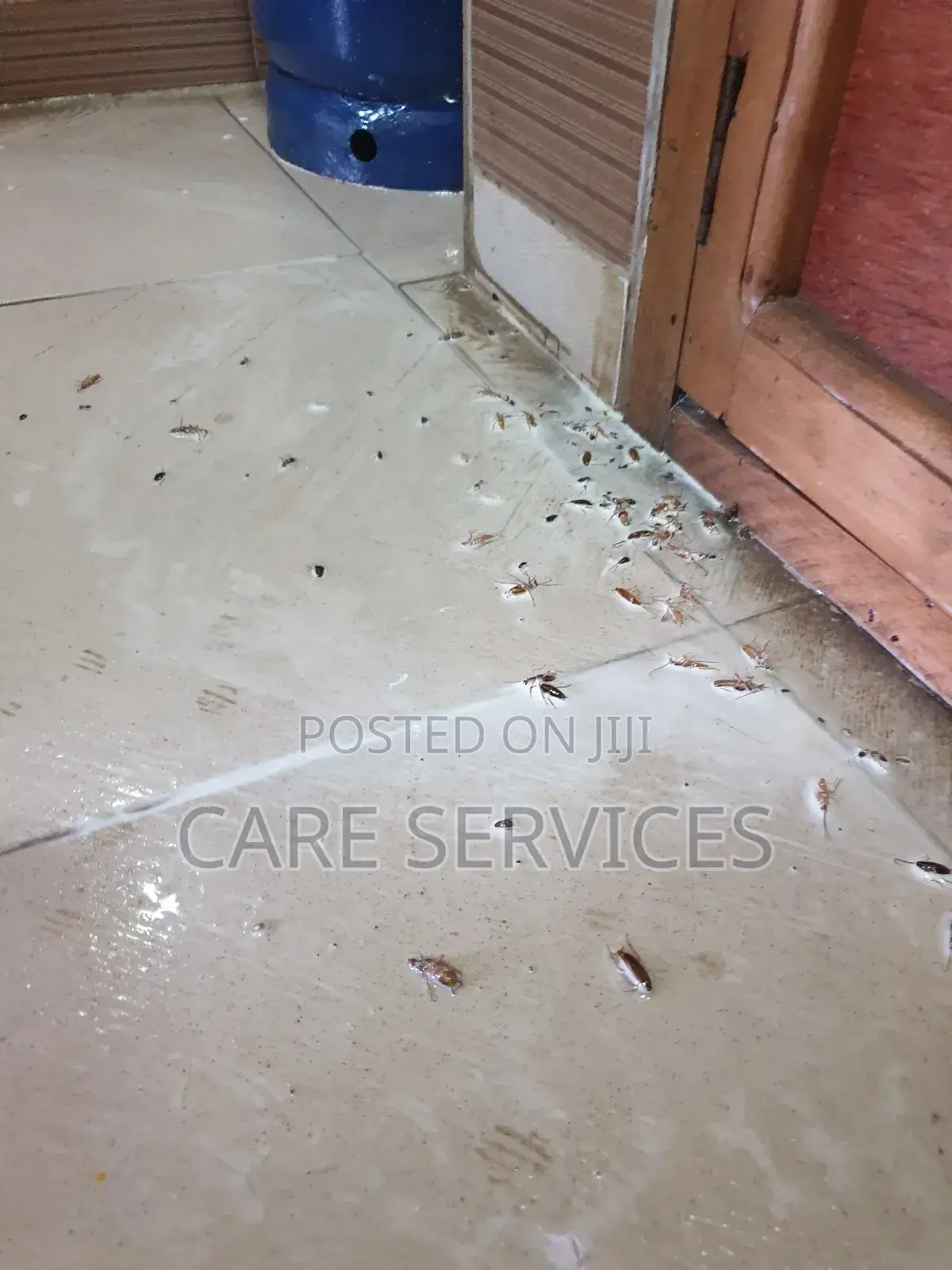 Bedbug and Rodent Exterminator