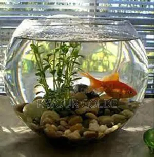 Pet Fish Bowl
