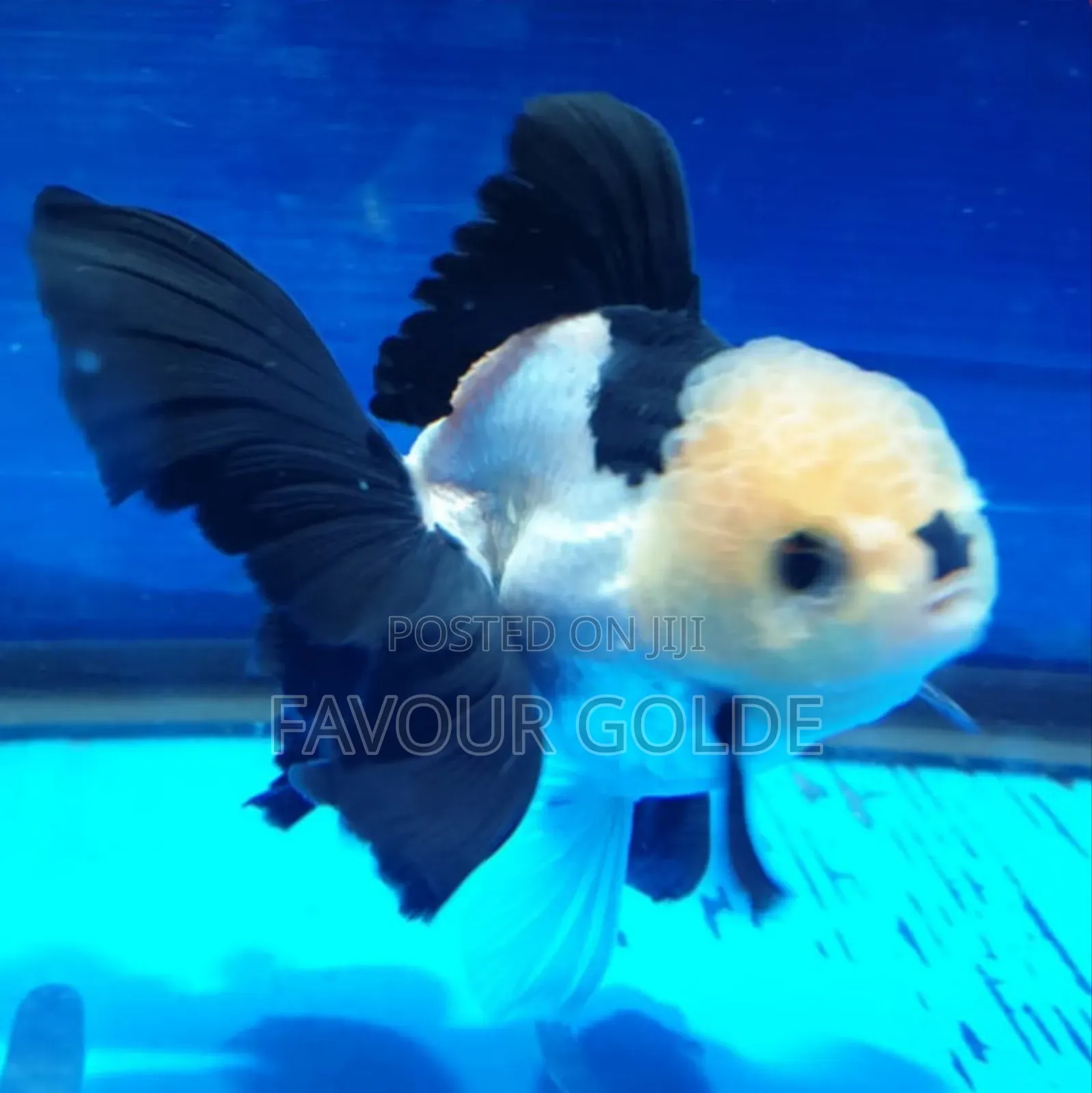 Golden Fish